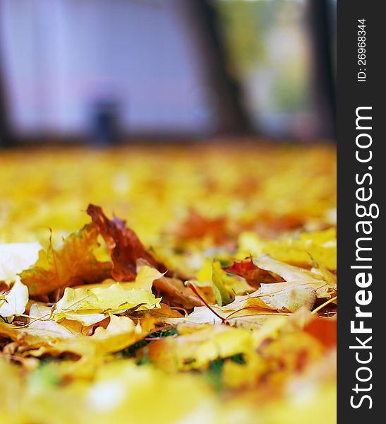 Autumn nature: yellow fallen leaves in the park