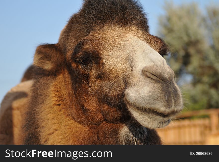 Camel portrait closeup, fluffy and serious looking at camera