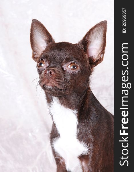 Brown chihuahua portrait looking at camera