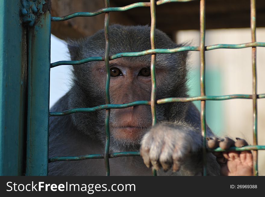 Macaque iron-barred portrait looking at camera