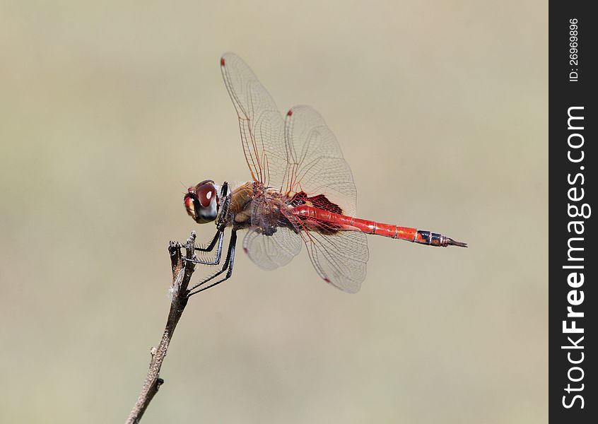 A dragonfly clings on to a twig in a breeze. A dragonfly clings on to a twig in a breeze