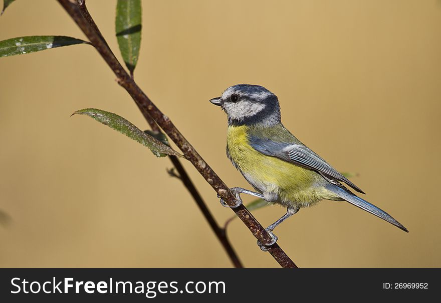 Blue tit is perching on a tree branch