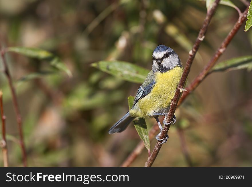 Blue tit is perching on a tree branch