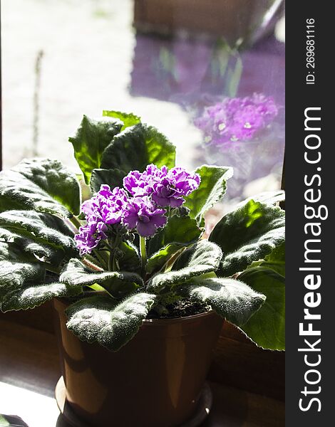 Beautiful violet flower in a pot on the windowsill. Cozy home concept
