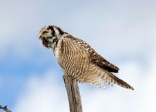 Northern Hawk-Owl Calling Royalty Free Stock Image