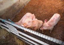 Dirty Piglets Royalty Free Stock Image Dirty Piglets Royalty Free Stock Image