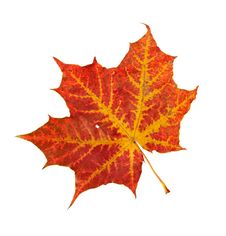 Red Leaf Of A Maple Stock Photography