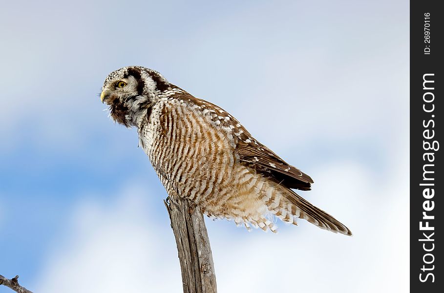 Northern Hawk-Owl Calling