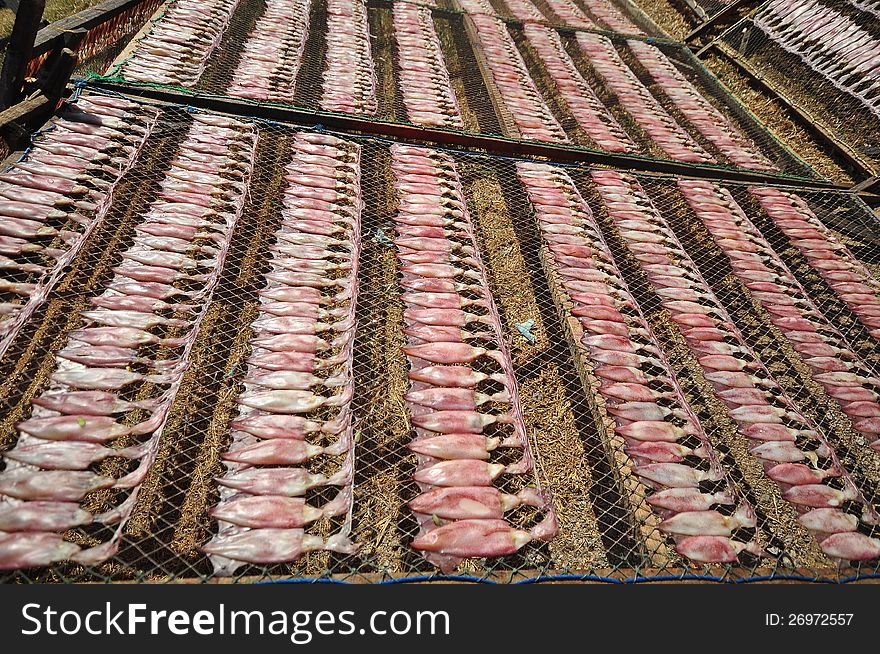 Drying squid on the net