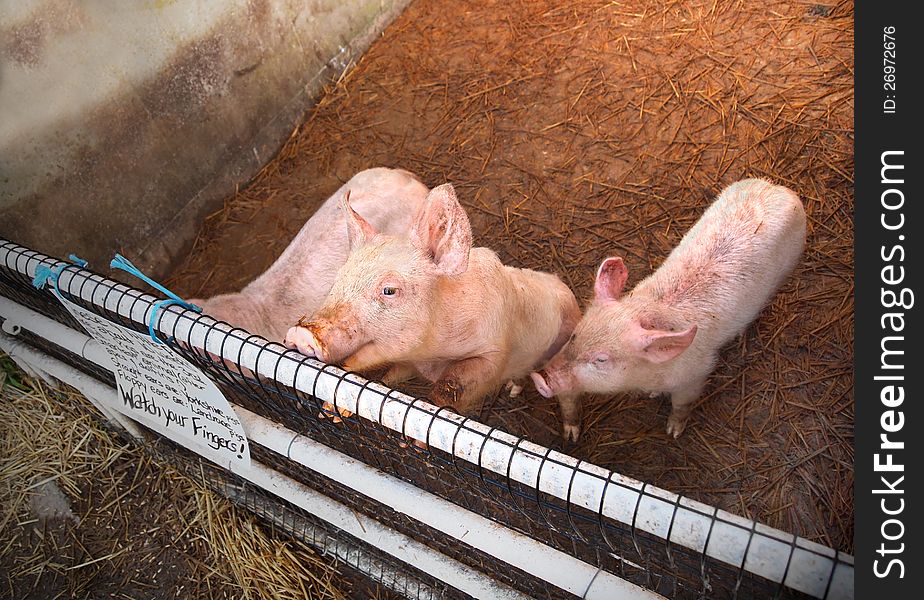 Some curious young piglets investigate the fence around their pen. Some curious young piglets investigate the fence around their pen.