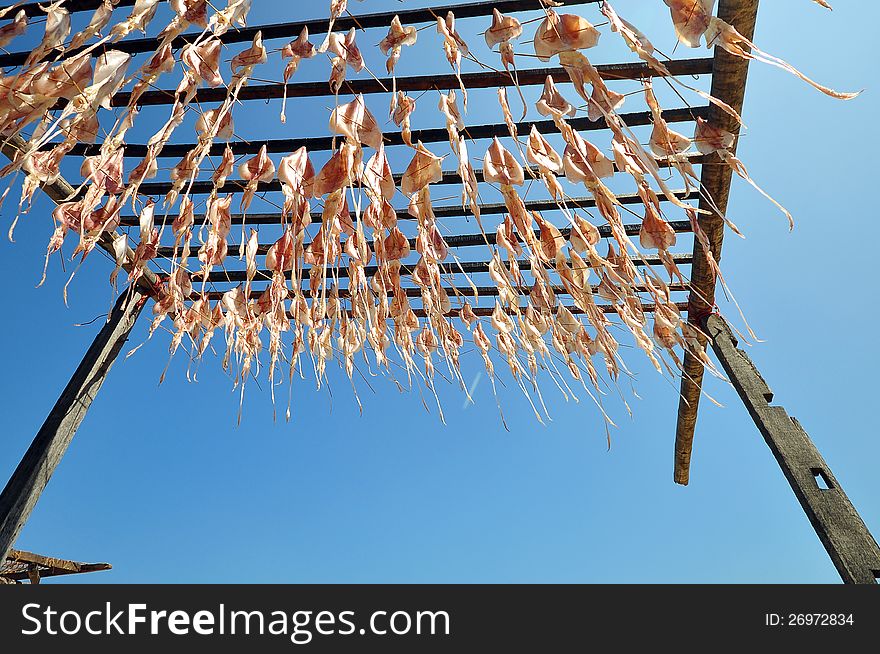 Squid hanging to dry in open air