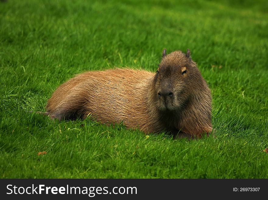 Capybara Relaxing