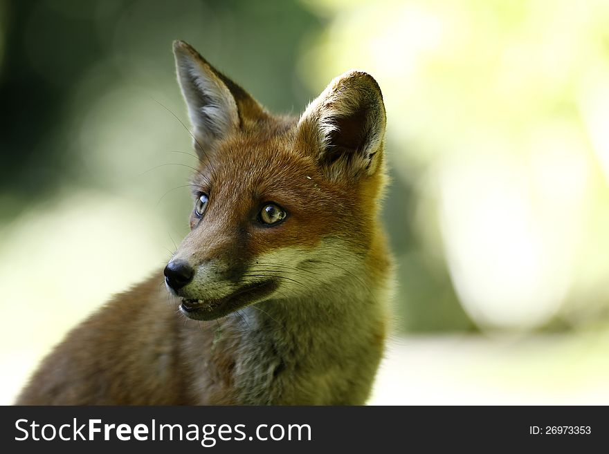 The wild British red Fox is widespread throughout the country. The wild British red Fox is widespread throughout the country.