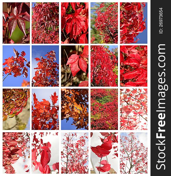 Autumn leafs in red, set. Autumn leafs in red, set