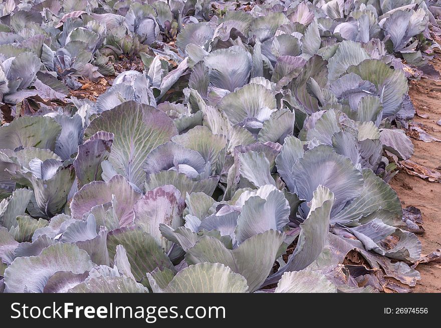 Closeup Of Red Cabbages In The Field