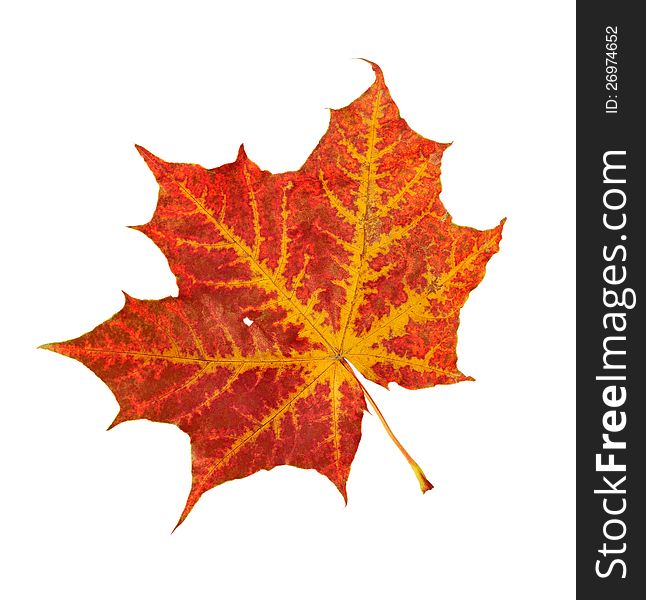 Red leaf of a maple on a white background