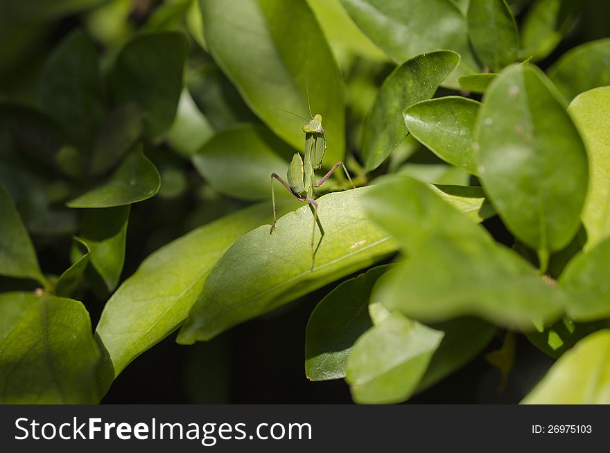 This praying mantis looks like it was caught doing something it shouldn’t have been. This praying mantis looks like it was caught doing something it shouldn’t have been.