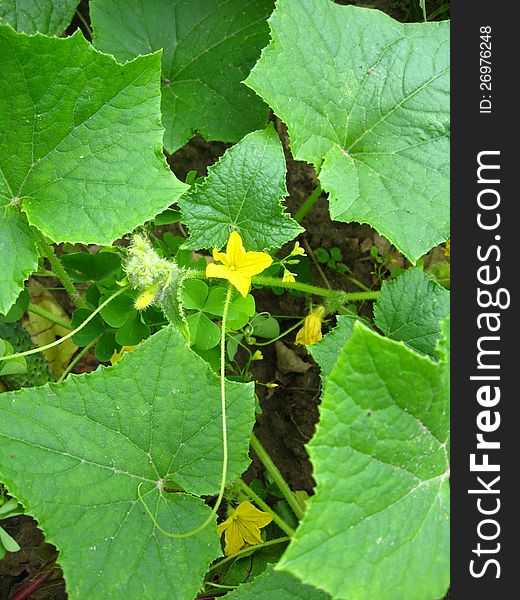 Flower Of A Cucumber With Leaves