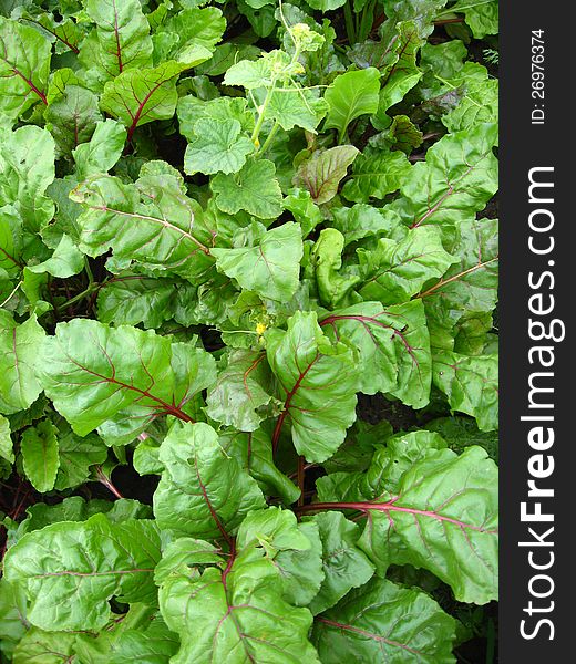 Green bed of the fresh sugar beet. Green bed of the fresh sugar beet