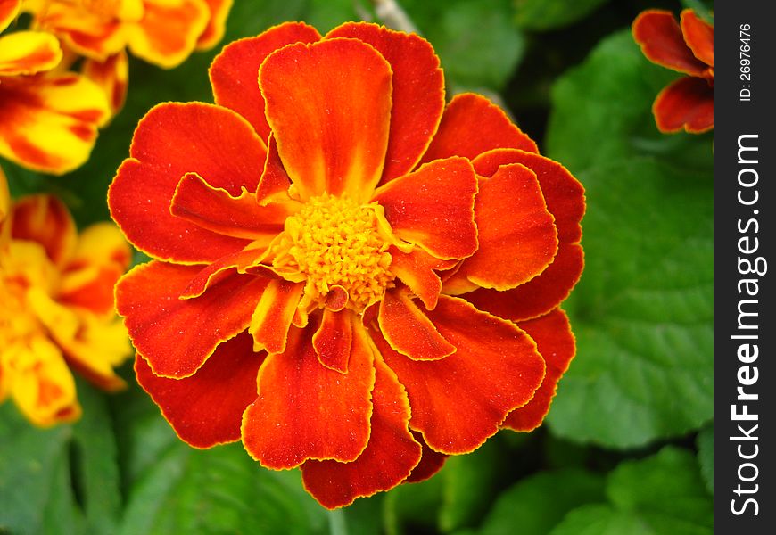 A beautiful flowers of motley and velvet tagetes. A beautiful flowers of motley and velvet tagetes