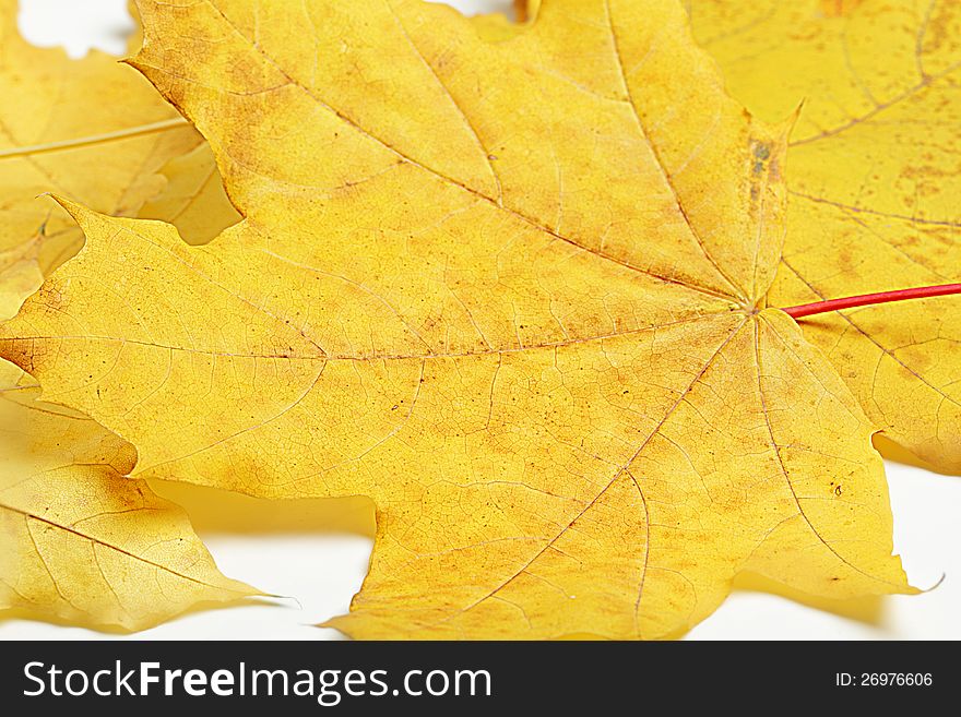 Background of fallen autumn maple leaves.