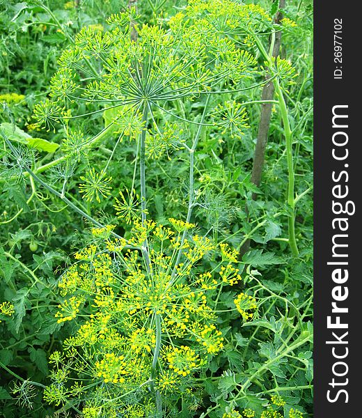 Beautiful green fennel growing on a bed