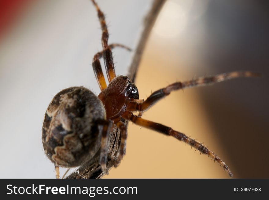 Araneida asterix legs macro cobweb spider