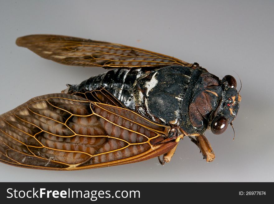 Locust cicada insect summer wings