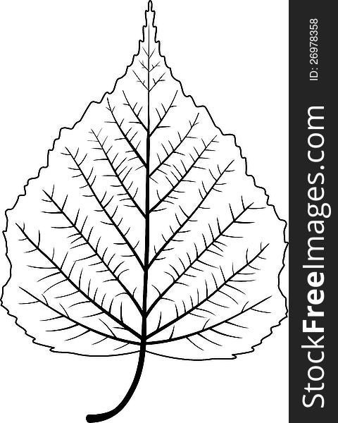 It is a vector image of tree leaf