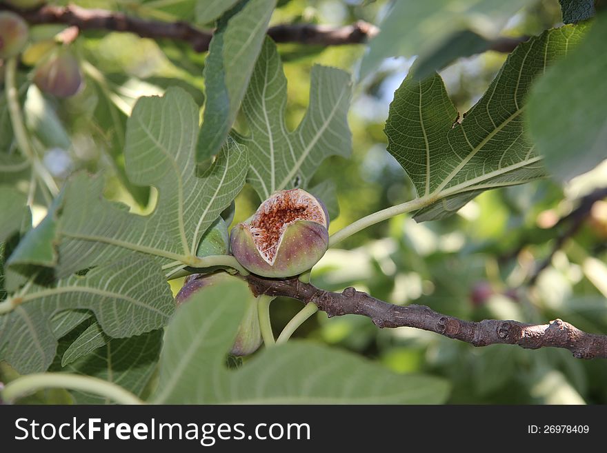 Figs growing on a tree in the Provence, France. Figs growing on a tree in the Provence, France