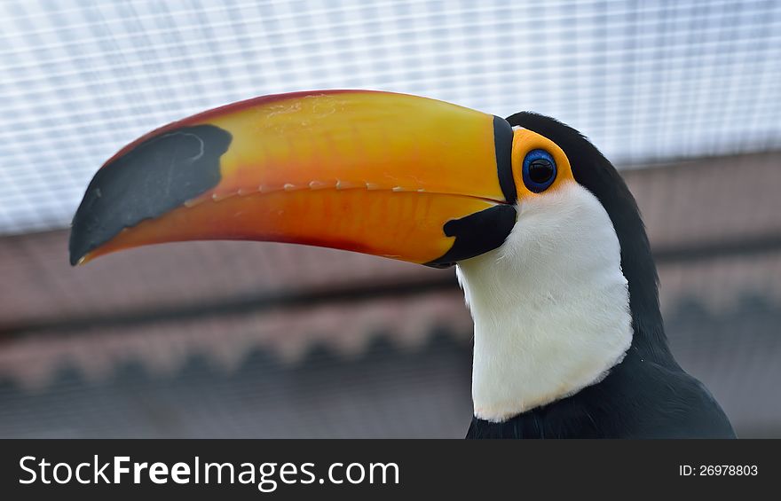 Toucan bird America exotic beak,