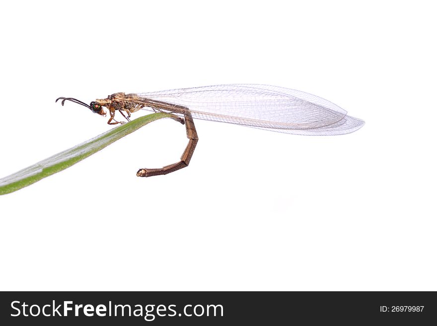 Antlion Insect Standing over a Green Leaf , isolated against white background.