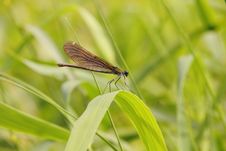 Dragonfly. Royalty Free Stock Photos