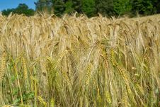 Wheat Field Royalty Free Stock Image Wheat Field Royalty Free Stock Image