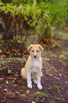 Dog In The Autumn Park Royalty Free Stock Photo Dog In The Autumn Park Royalty Free Stock Photo