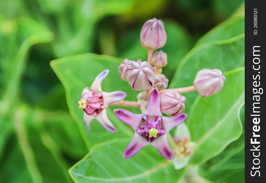 Pink crown flower are blooming on green leaf