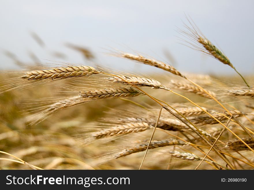 Ripe ears of wheat in the fields of Altai. Ripe ears of wheat in the fields of Altai