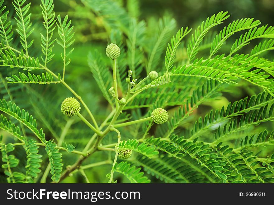 Thai Leucaena are flowering and fruiting