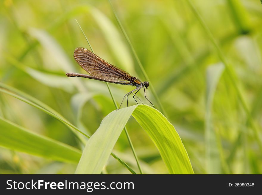 A small dragonfly sitting on a plant leaf. A small dragonfly sitting on a plant leaf.