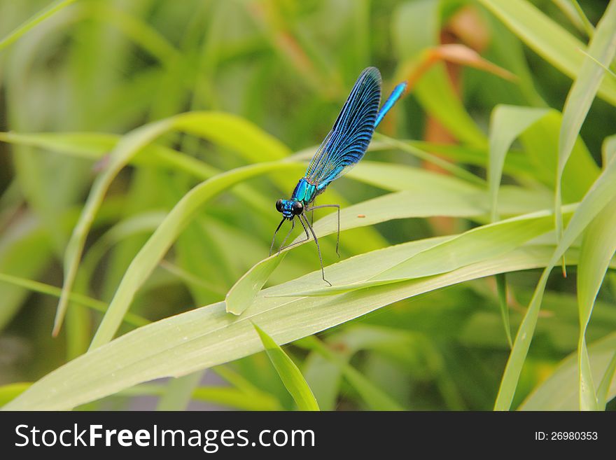 A small dragonfly sitting on a plant leaf. A small dragonfly sitting on a plant leaf.