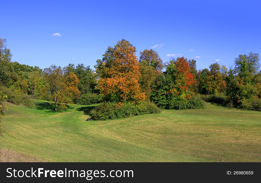 Tall trees in the middle of green meadow. Tall trees in the middle of green meadow