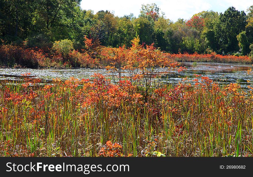 Orange color autumn bushes in the park