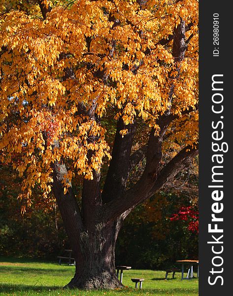 Single autumn tree with yellow leaves in the park