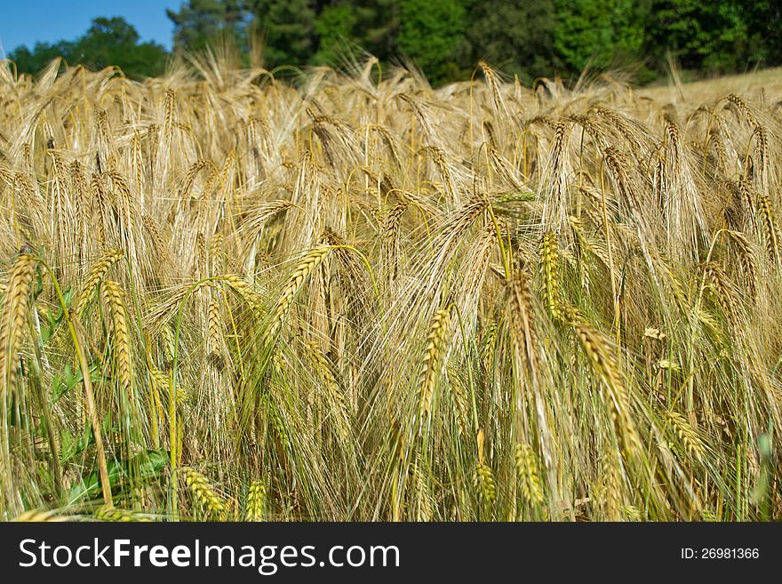 Ears of wheat not completely ready for harvest. Ears of wheat not completely ready for harvest