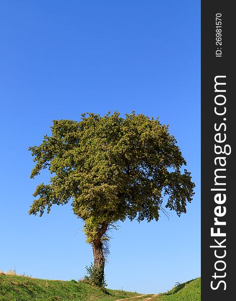 Lonely tree against a beautiful blue sky on a warm late afternoon