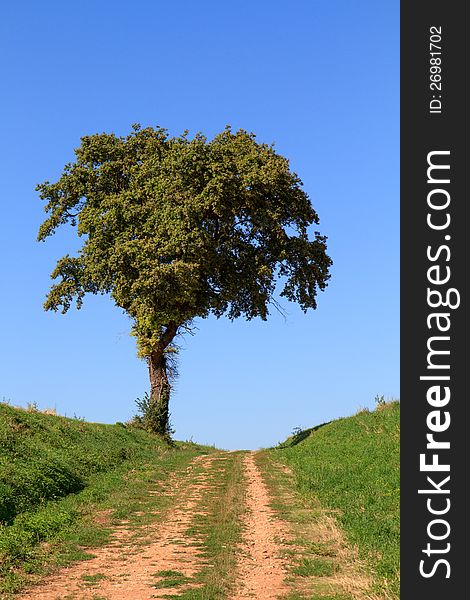 Lonely tree at end of unpaved road