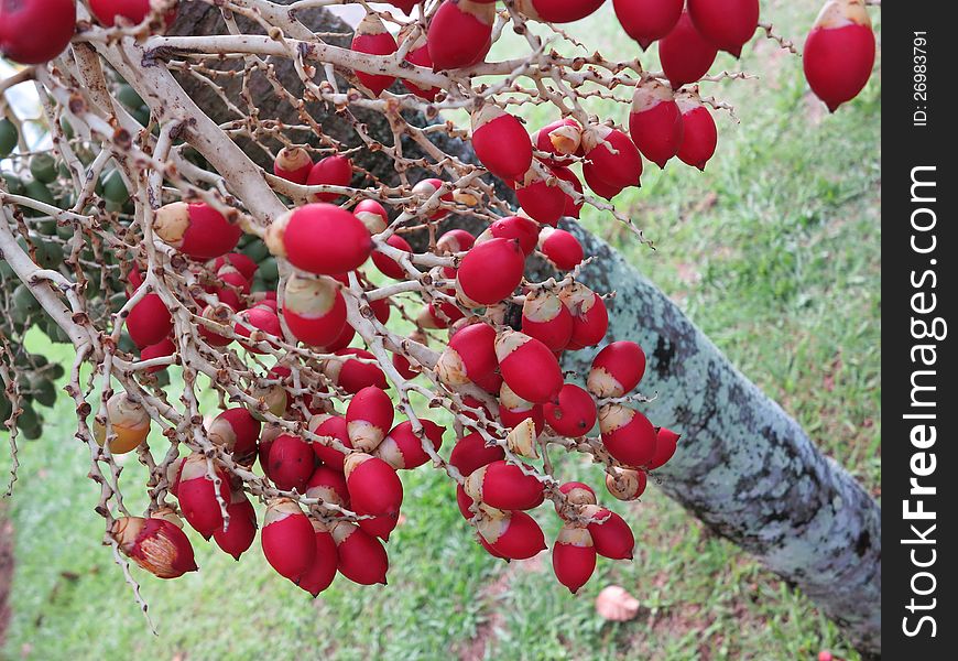 littles red coconuts in tree