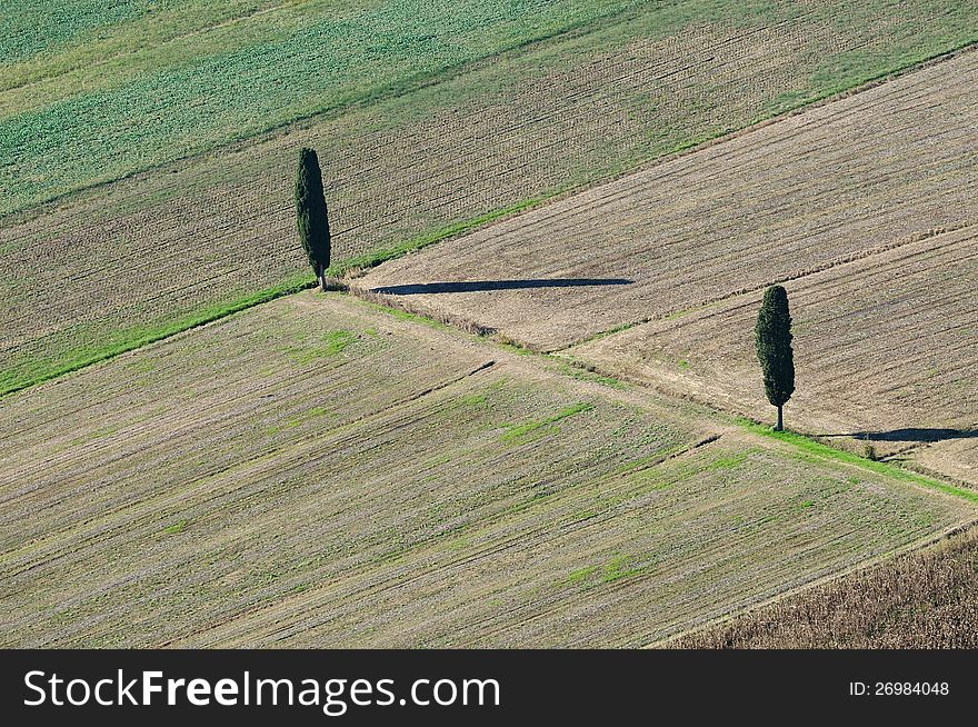 Aerial view of two cipress in a cultivated land in Tuscany. Aerial view of two cipress in a cultivated land in Tuscany