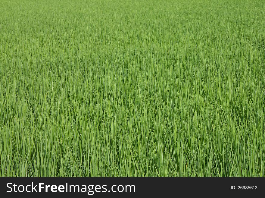 Paddy Rice Leaf Green Background.