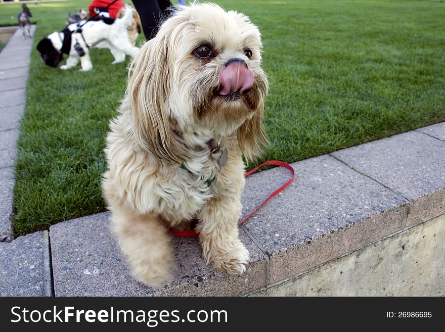 Dog licking tongue